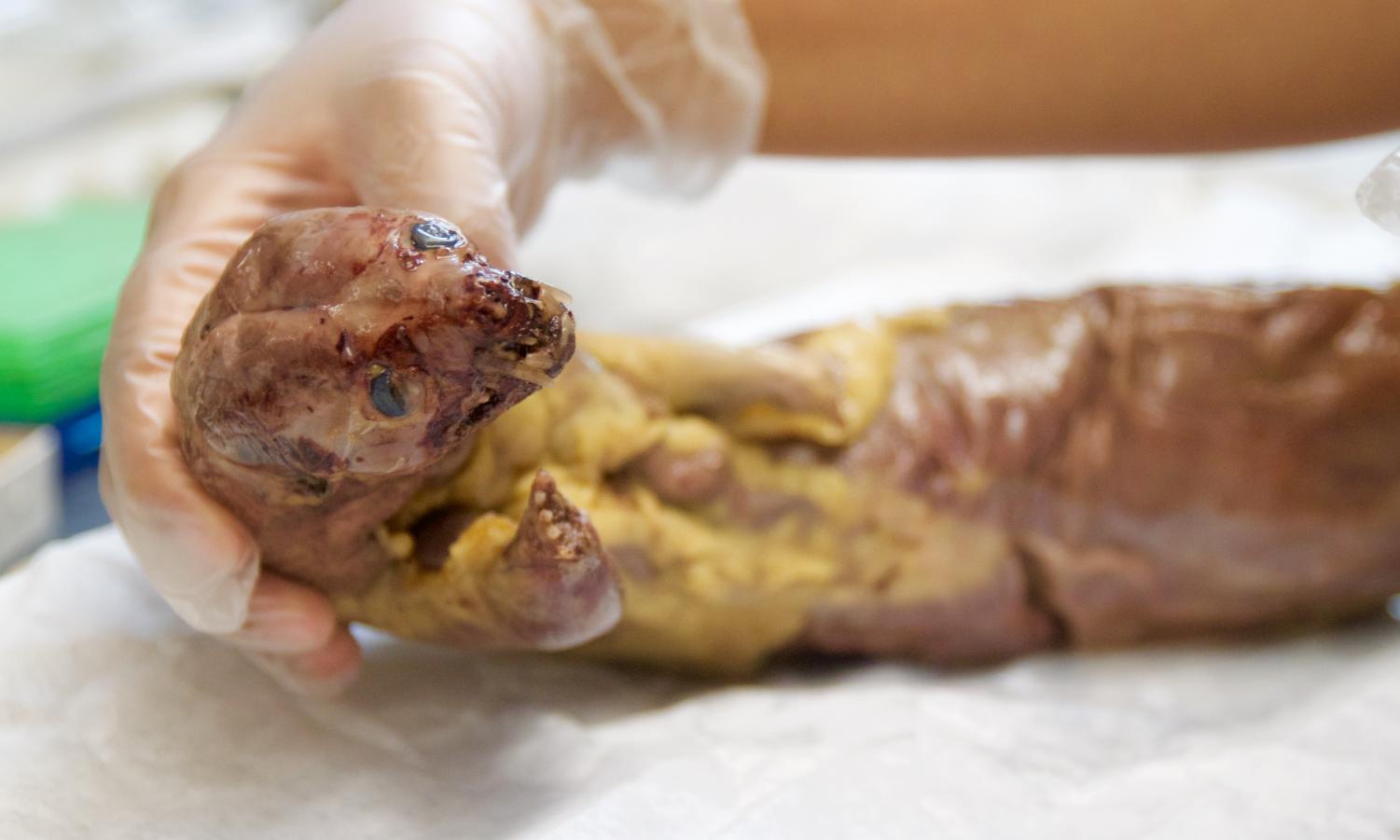 Minks Dissection