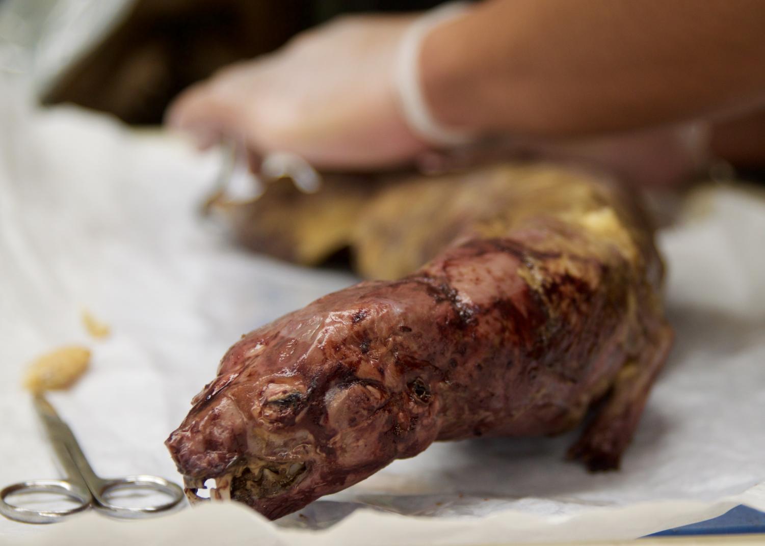 Minks Dissection
