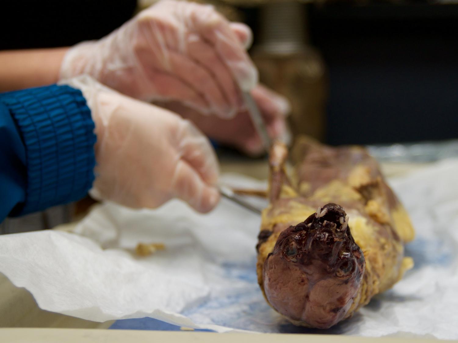 Minks Dissection