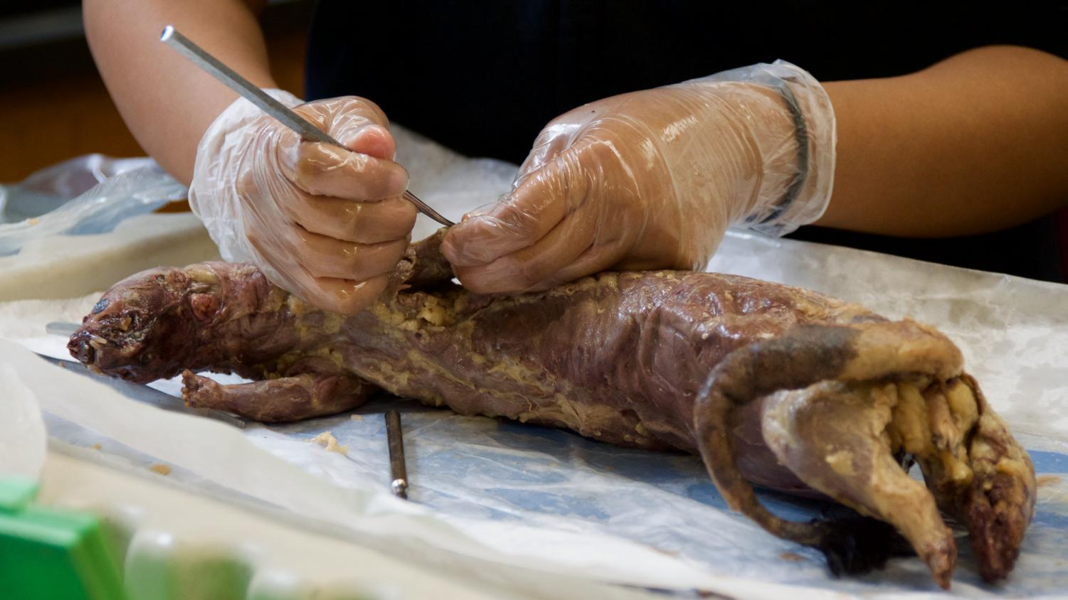 Minks Dissection