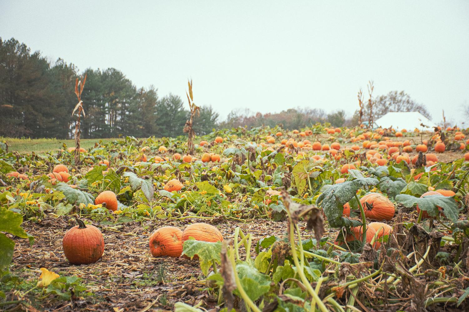 Celebrate safely with these scary pictures around the neighborhood