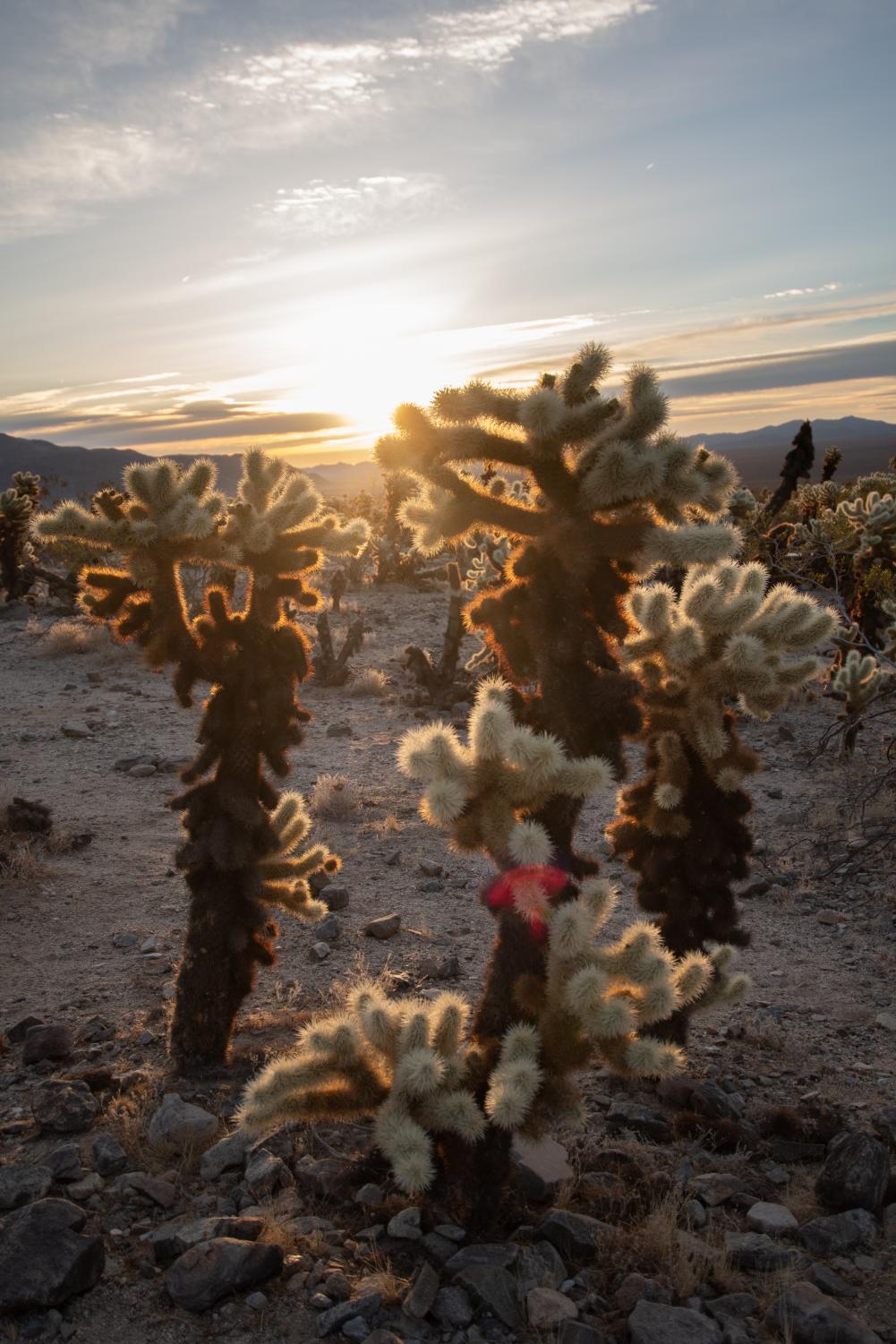 A three hour drive from the San Fernando Valley, Joshua Tree National Park is worth the trip