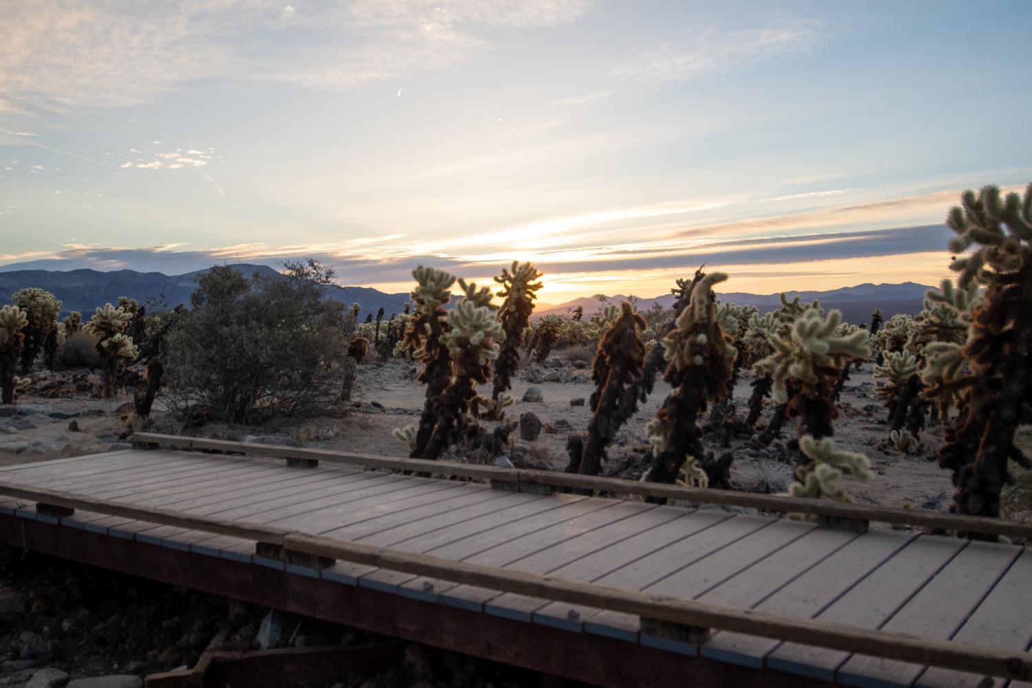 A three hour drive from the San Fernando Valley, Joshua Tree National Park is worth the trip