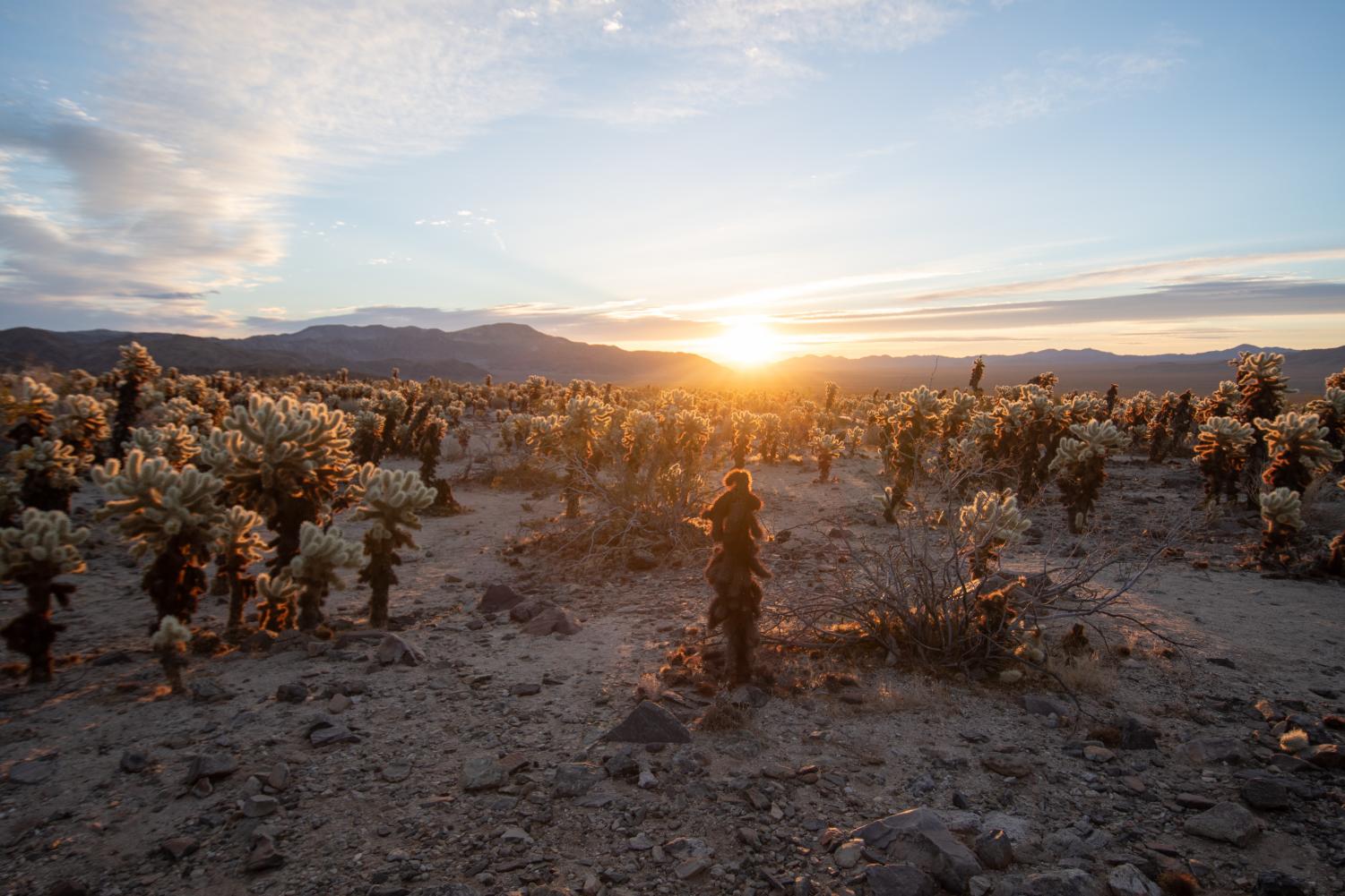 A three hour drive from the San Fernando Valley, Joshua Tree National Park is worth the trip