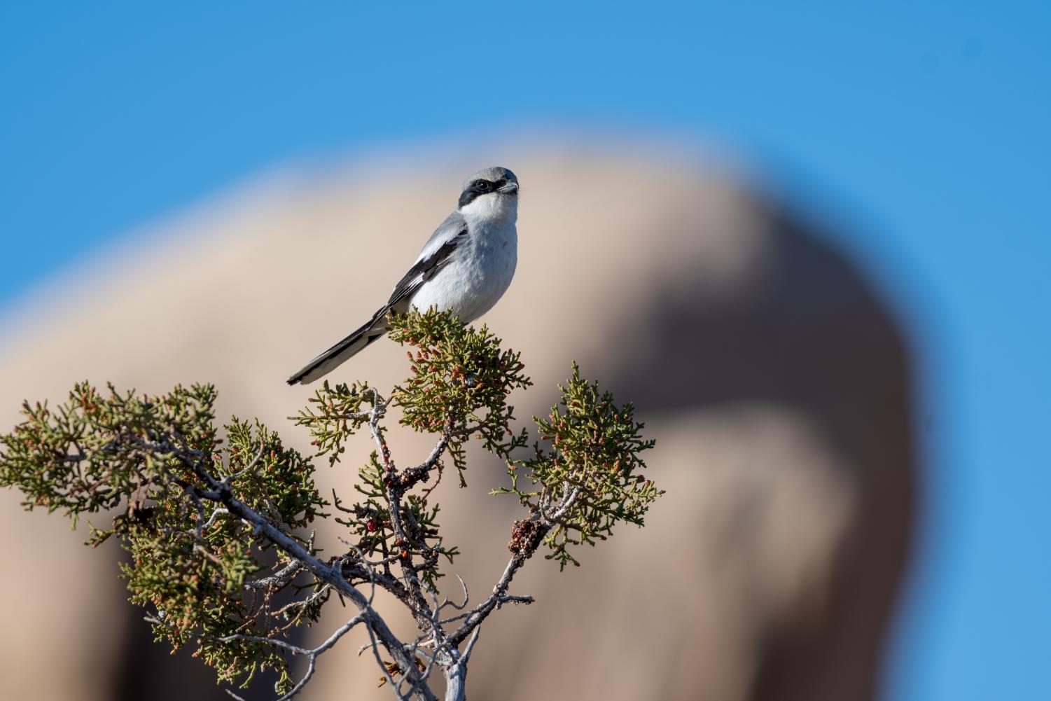 A three hour drive from the San Fernando Valley, Joshua Tree National Park is worth the trip
