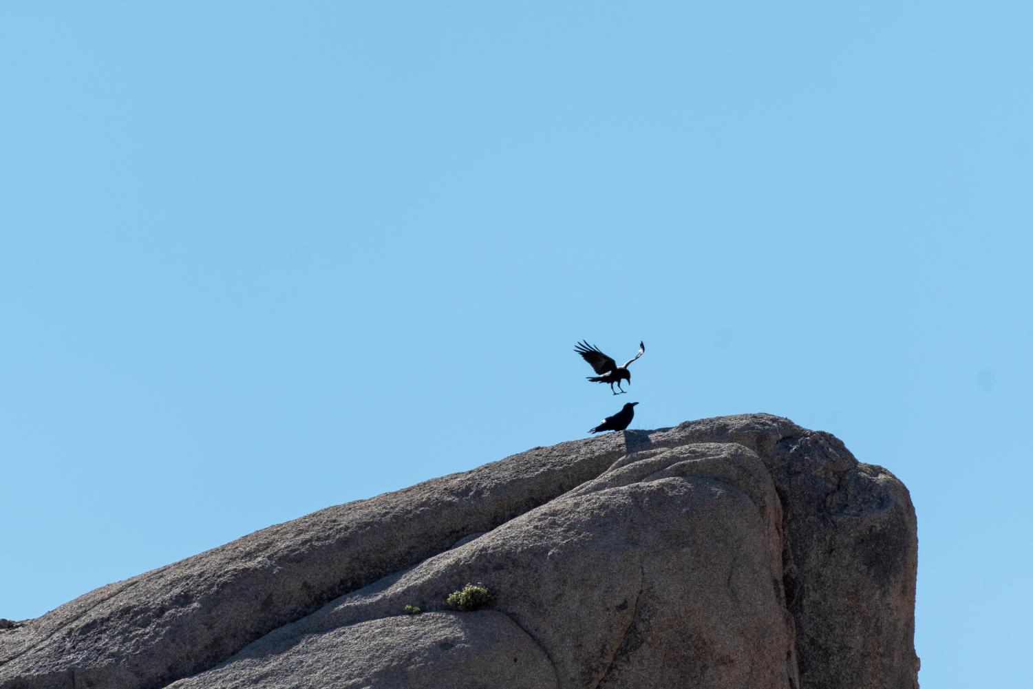 A three hour drive from the San Fernando Valley, Joshua Tree National Park is worth the trip