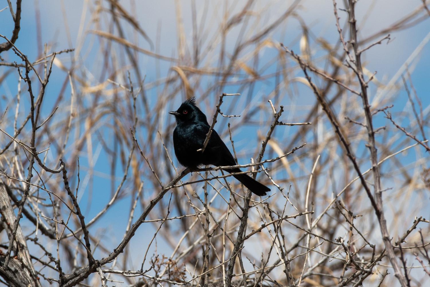 A three hour drive from the San Fernando Valley, Joshua Tree National Park is worth the trip