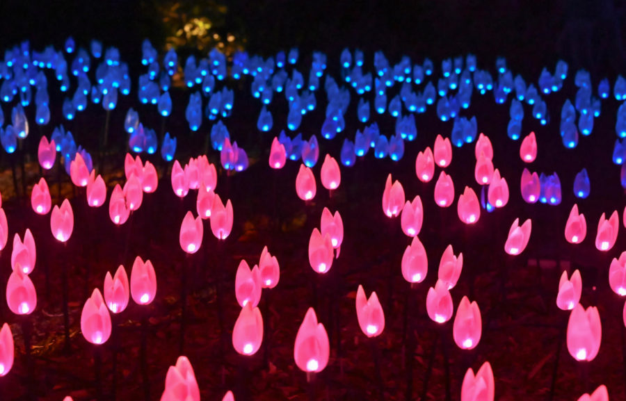 When beginning the walkthrough the first exhibit that you see is a sea of several hundred light up tulips rapidly changing colors in a wave effect.
