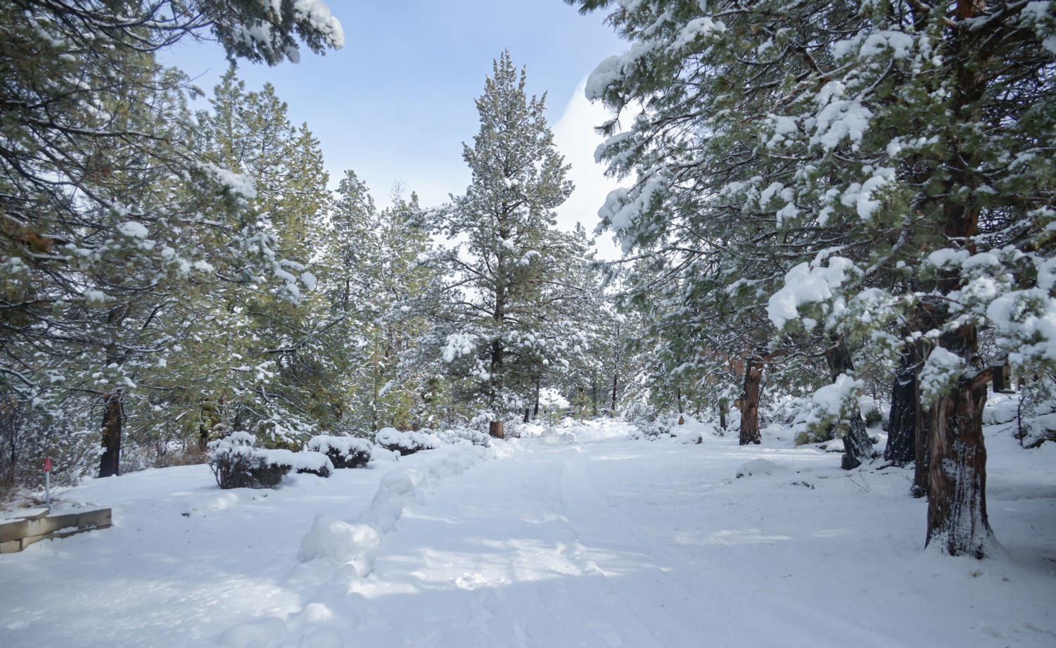 Walking in a winter wonderland
