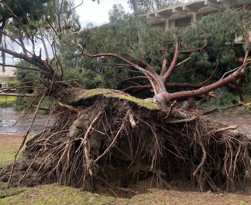 Heavy breeze causes falling trees