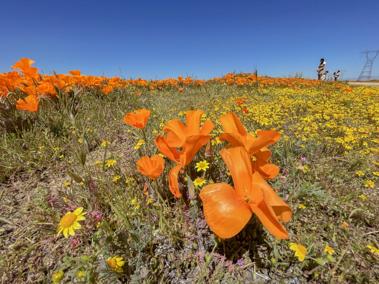 A fiery field of flowers blooms over California