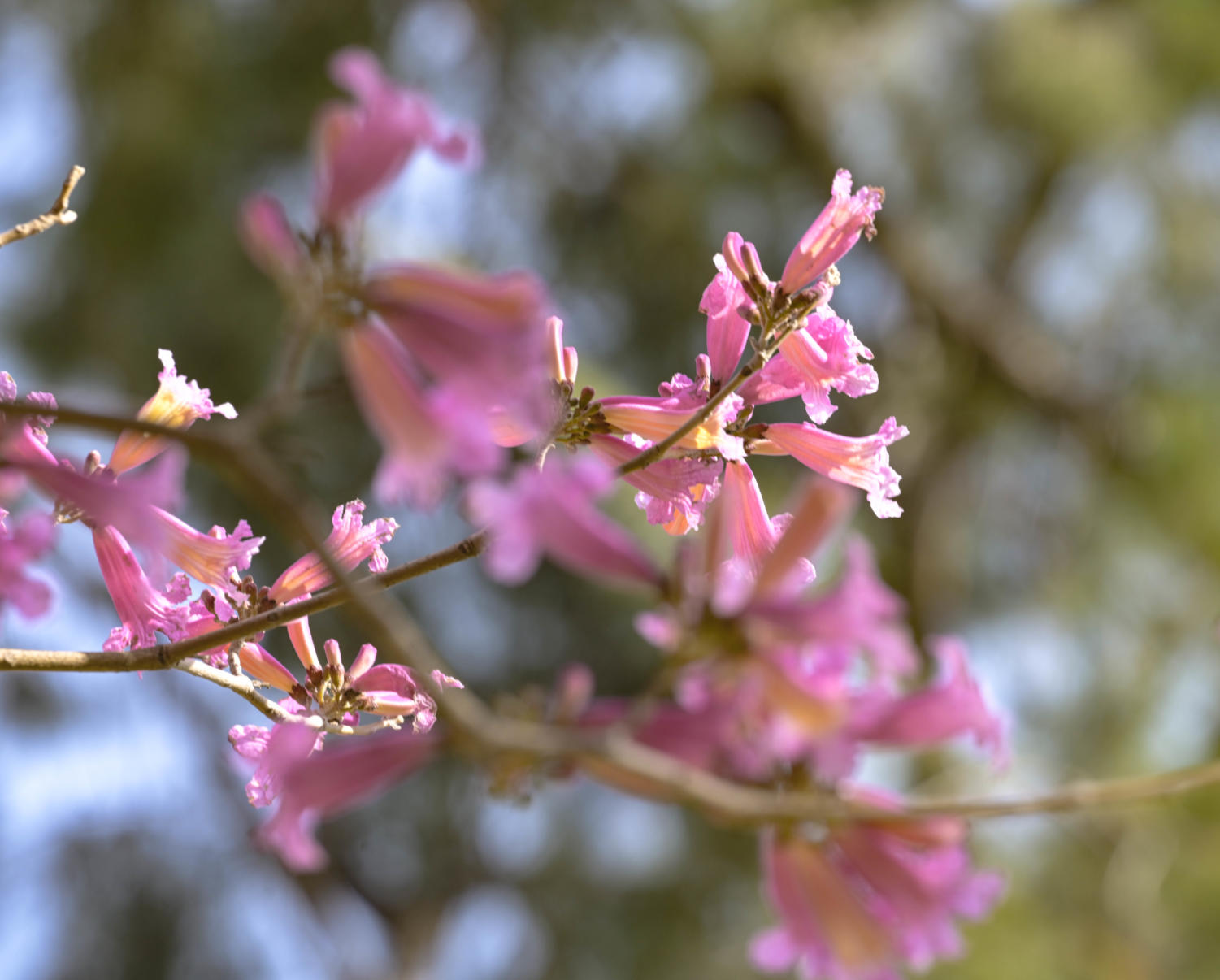 Spring has officially sprung at Van Nuys High