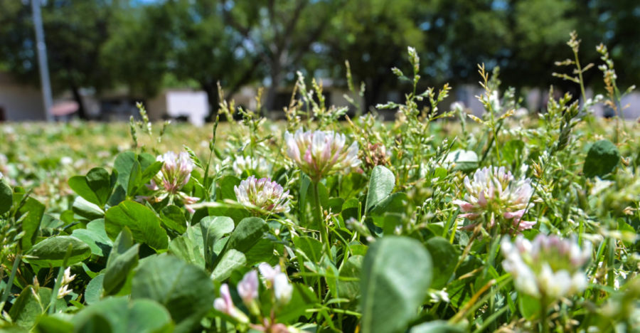 Though they are invasive to North America, White Clovers tend to grow in grass patches, and they can be found in the quad.