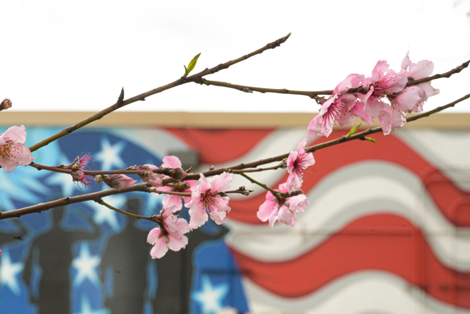 Spring has officially sprung at Van Nuys High