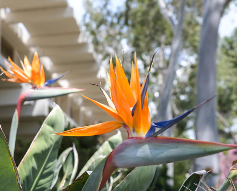 Native to South Africa, Birds of Paradise are named after birds of the same name. The spikes on the plant resemble the feathers on the bird. These flowers are planted in front of the 300 building and in front of the cafeteria.