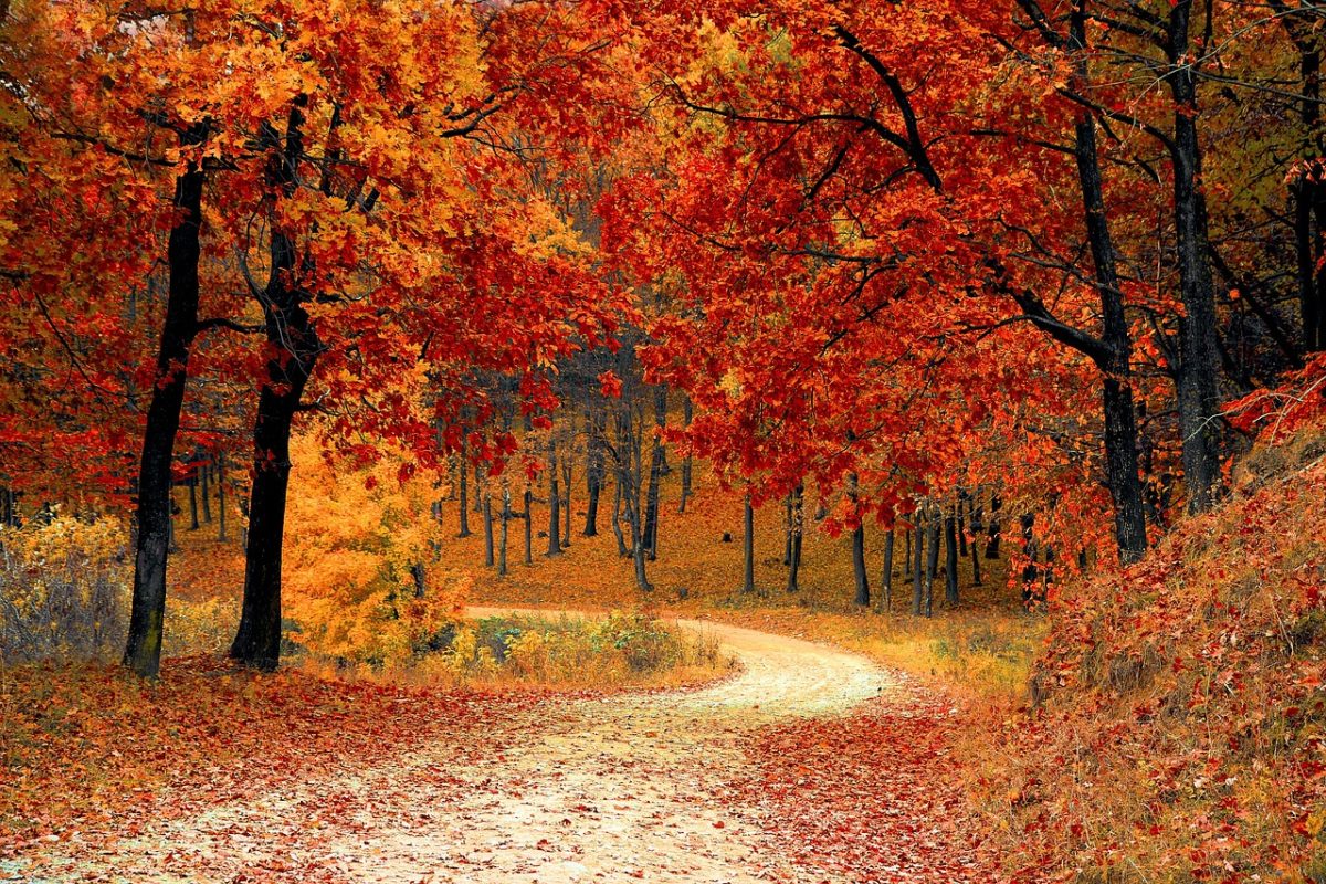A fall playlist is what everyone needs for wandering through a golden forest on a beautiful day.