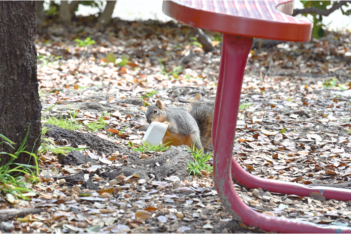 An influx of squirrels can be seen in the Quad after lunch or nutrition going through trash or picking leftovers left behind by students.