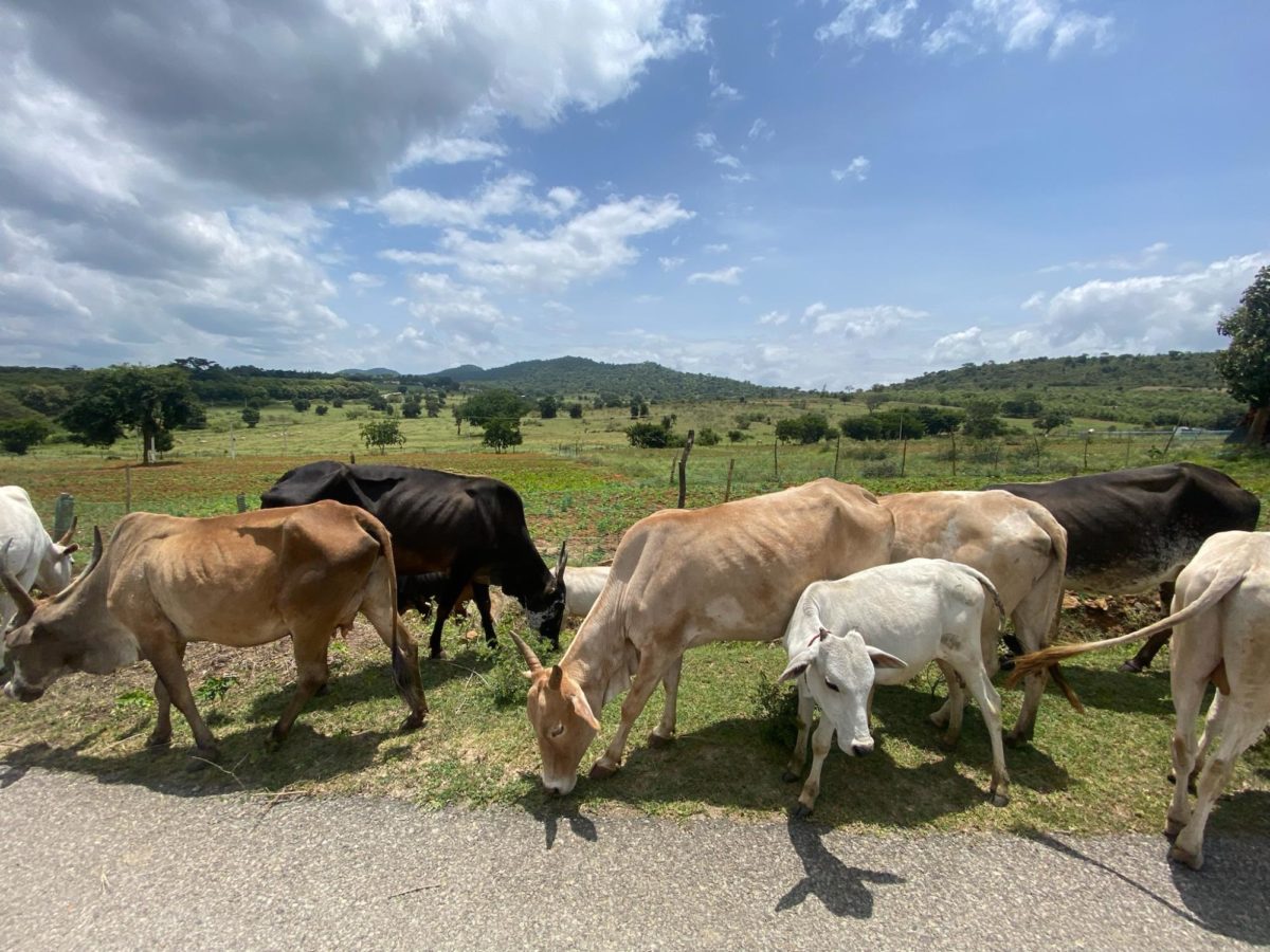 Cattle on the highway near Bandipur Forest, India. There was a lot of wildlife on the highway, Mr. Rabago commented. Instead of cars, you would have to look out for wildlife.