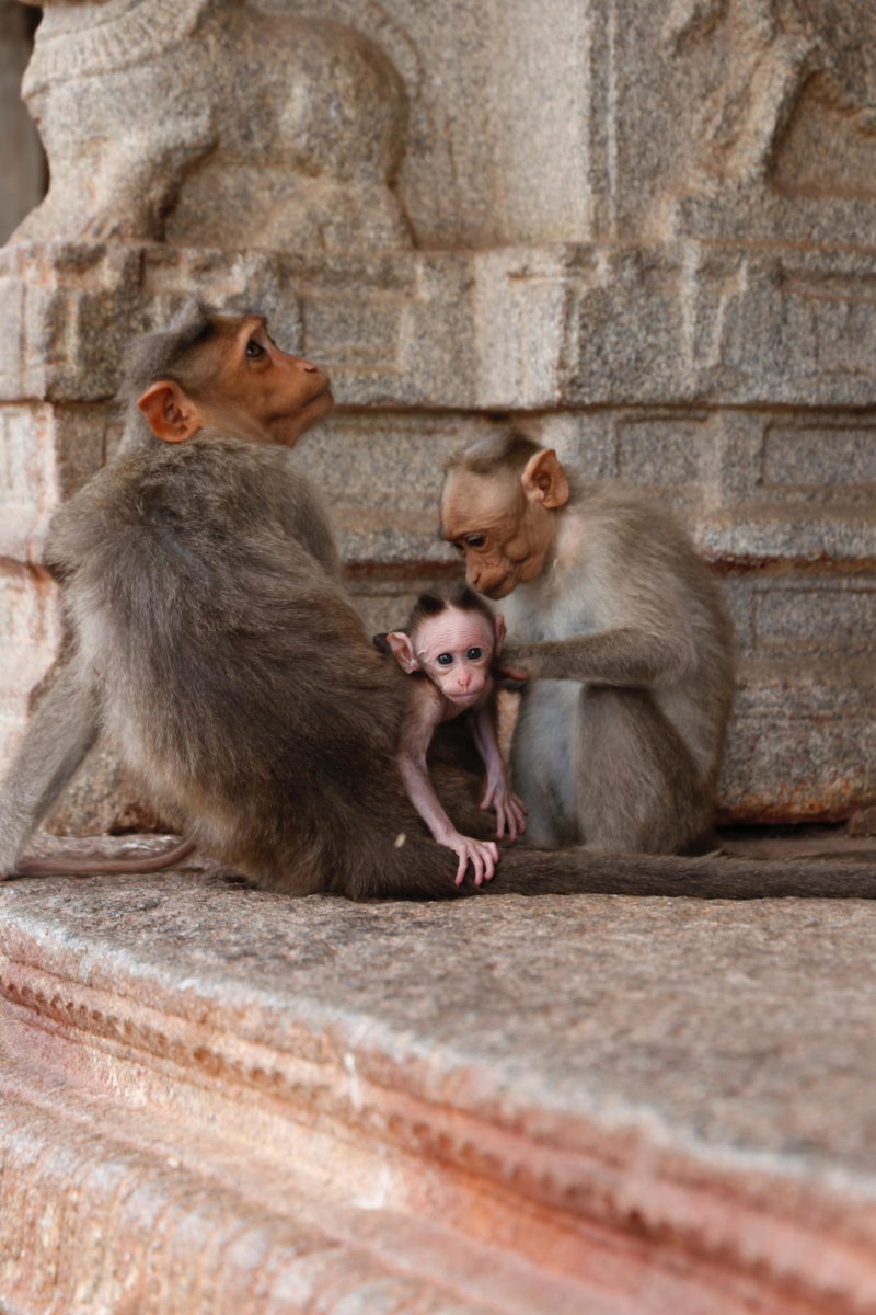 A trio of monkeys at a temple in Hampi, India. 