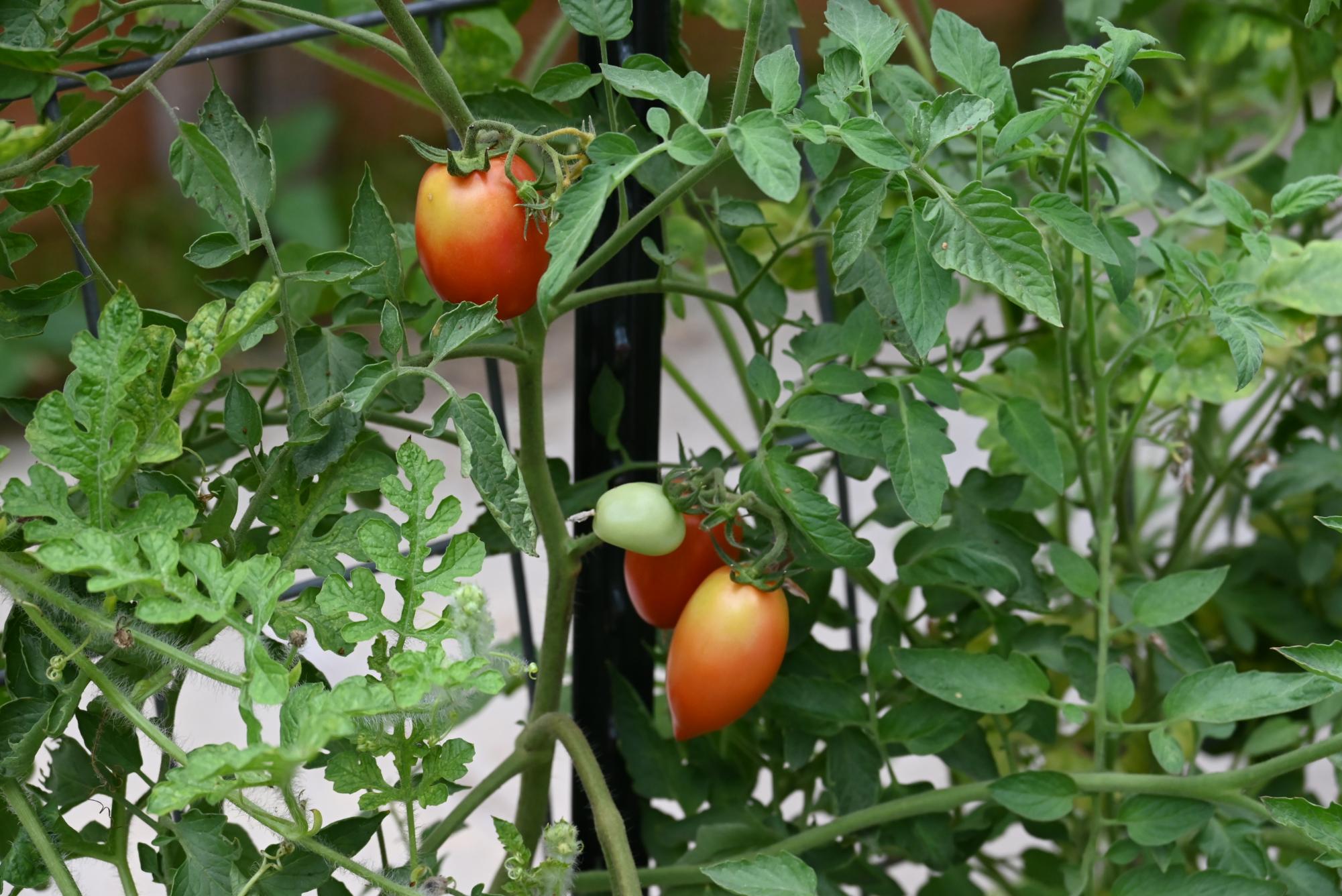 The Heart of Nature is a club that teaches students about the importance of gardening and its benefits. 