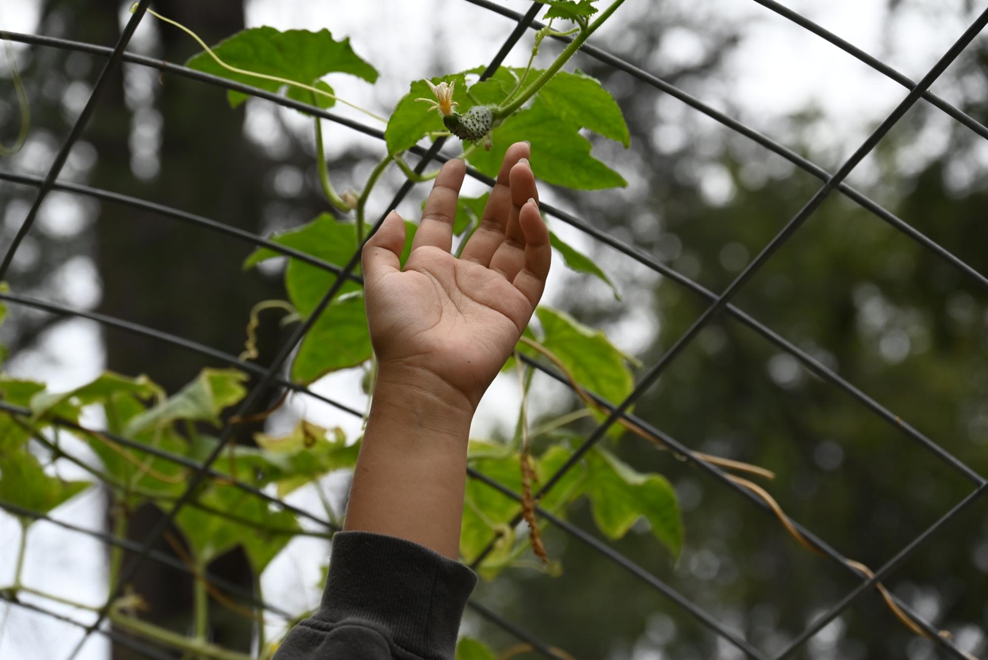 The Heart of Nature is a club that teaches students about the importance of gardening and its benefits. 