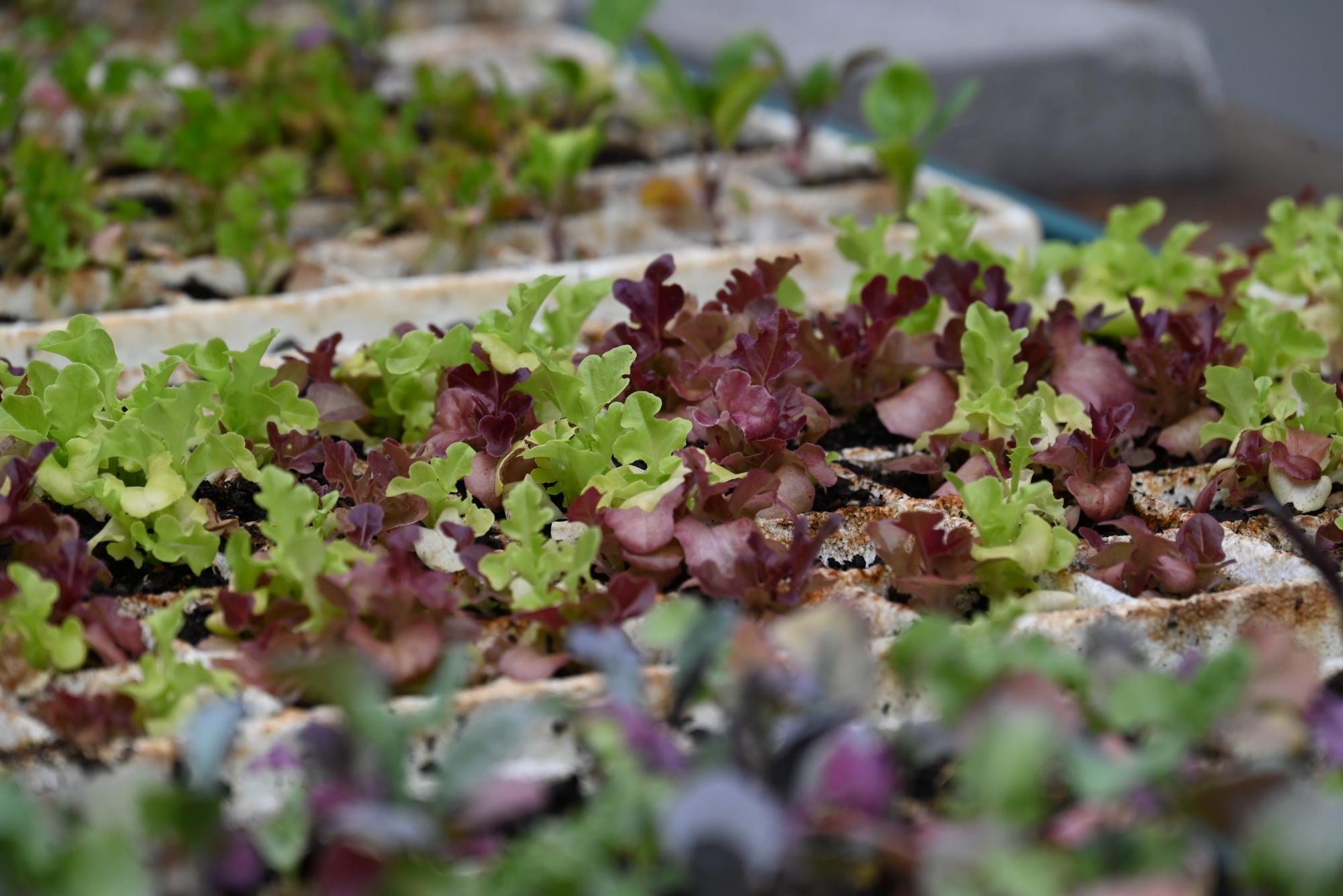 The Heart of Nature is a club that teaches students about the importance of gardening and its benefits. 