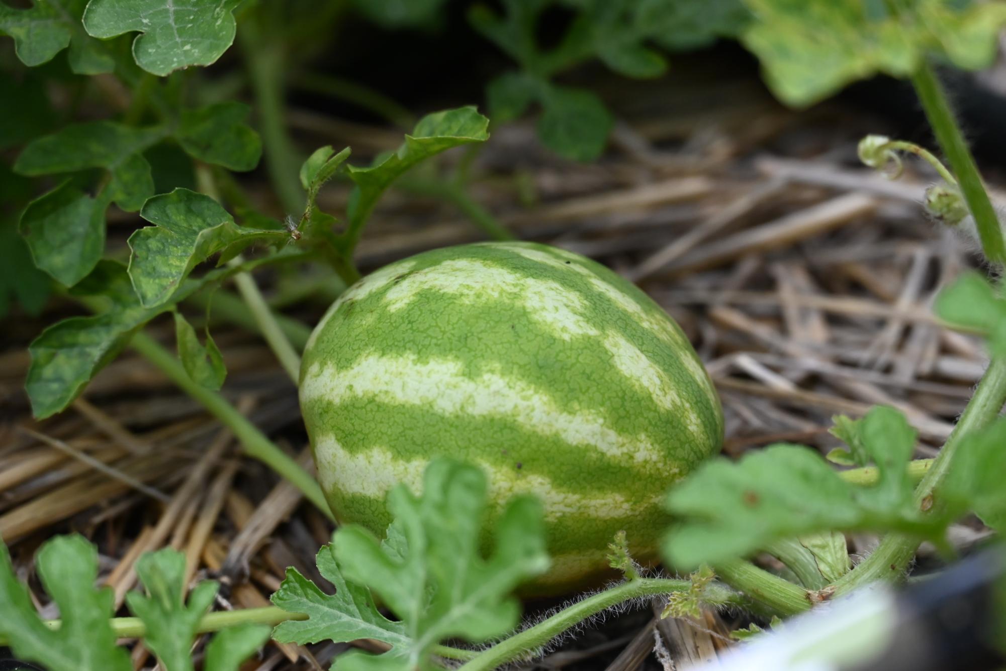 The Heart of Nature is a club that teaches students about the importance of gardening and its benefits. 