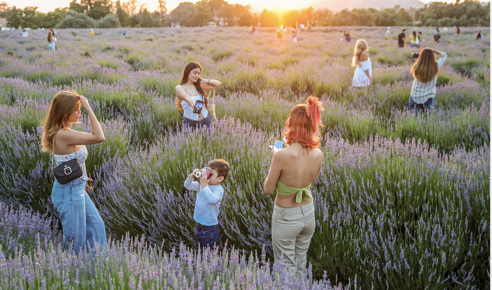 Perfect for start of summer instagram pictures, the lavender festival has especially great lighting at sunrise and sunset.
