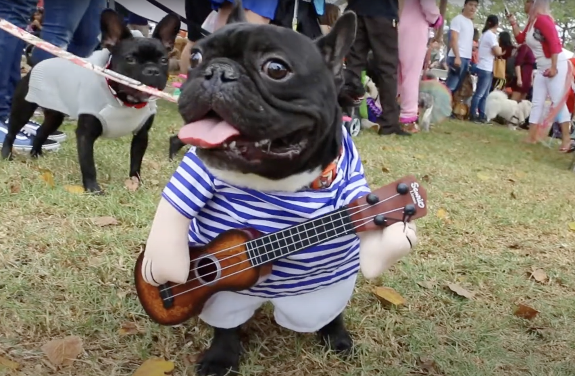 With 24 years of history, the Haute Dog Howl’oween Parade is bound to be one of the cutest annual events this year,  featuring dogs in an assortment of hilarious costumes.