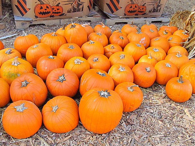 With $4 activities such as a petting zoo, a straw maze, bounce houses and more, Tina's Pumpkin Patch offers a cheap way to have some fall-themed fun.