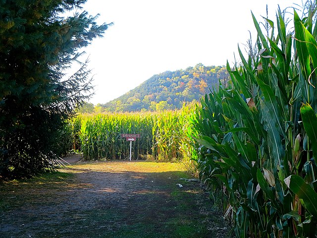 The Tapia Bros Farm corn maze is sure to be fun for all ages, so be sure to visit it and celebrate the fall season.