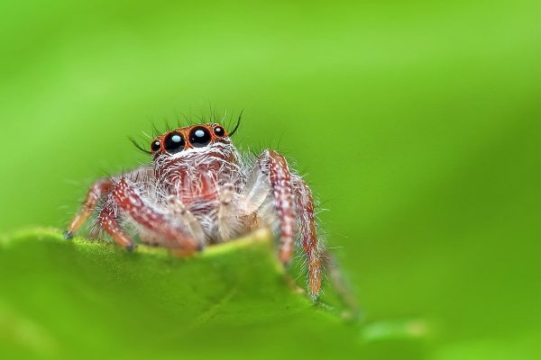 Spiders are often wrongfully perceived as creatures to fear. On the contrary, spiders are very helpful and relatively harmless.  You might even find that some, like this jumping spider, are surprisingly cute.