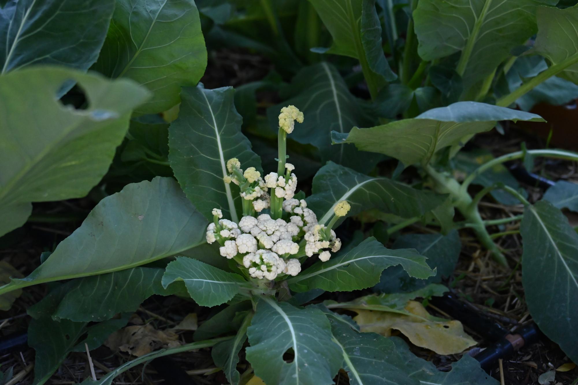 Heart of Nature, the school’s gardening club, empowers students to learn about gardening while growing vegetables like radishes and cauliflower, fostering teamwork and environmental awareness.
