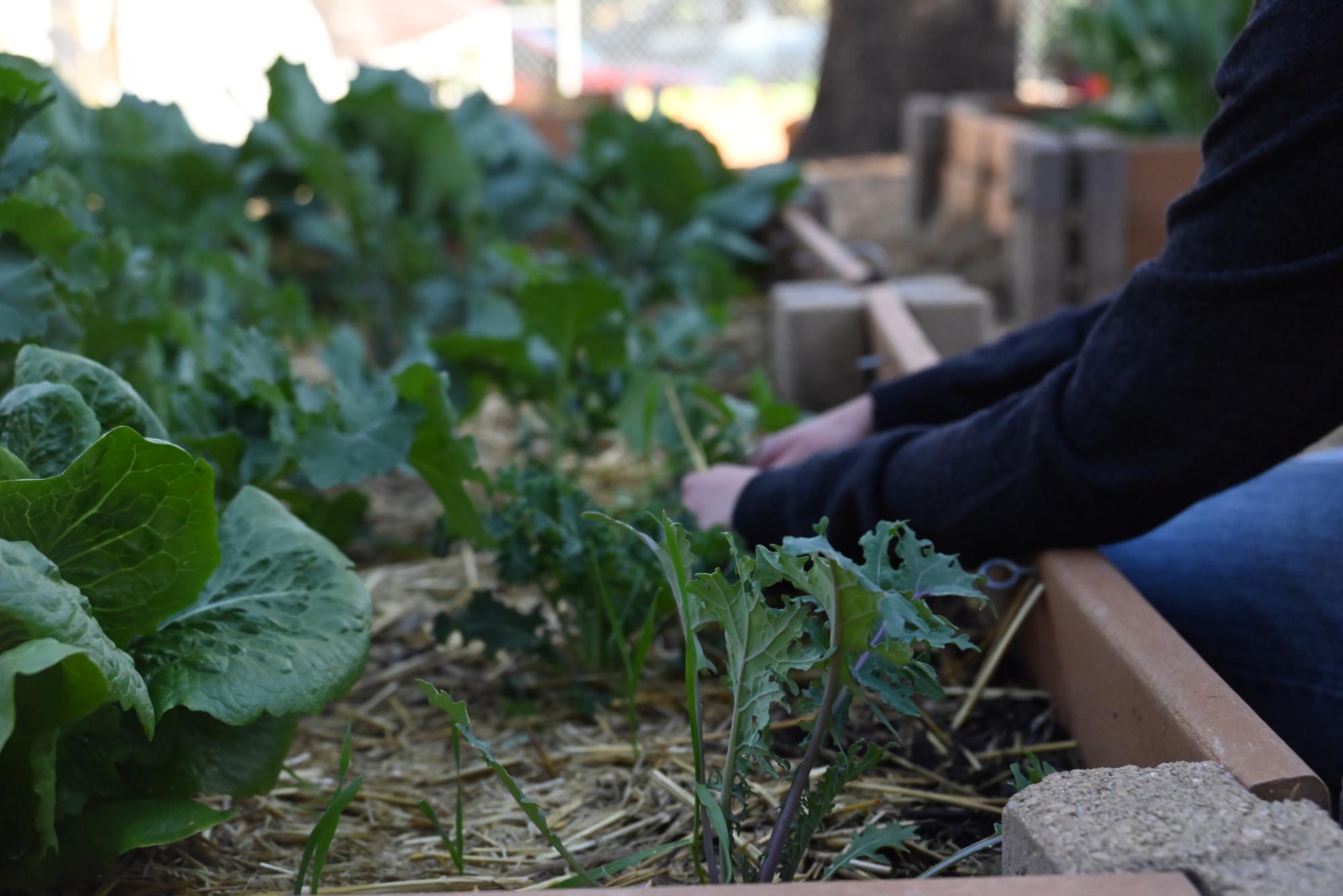 Heart of Nature, the school’s gardening club, empowers students to learn about gardening while growing vegetables like radishes and cauliflower, fostering teamwork and environmental awareness.