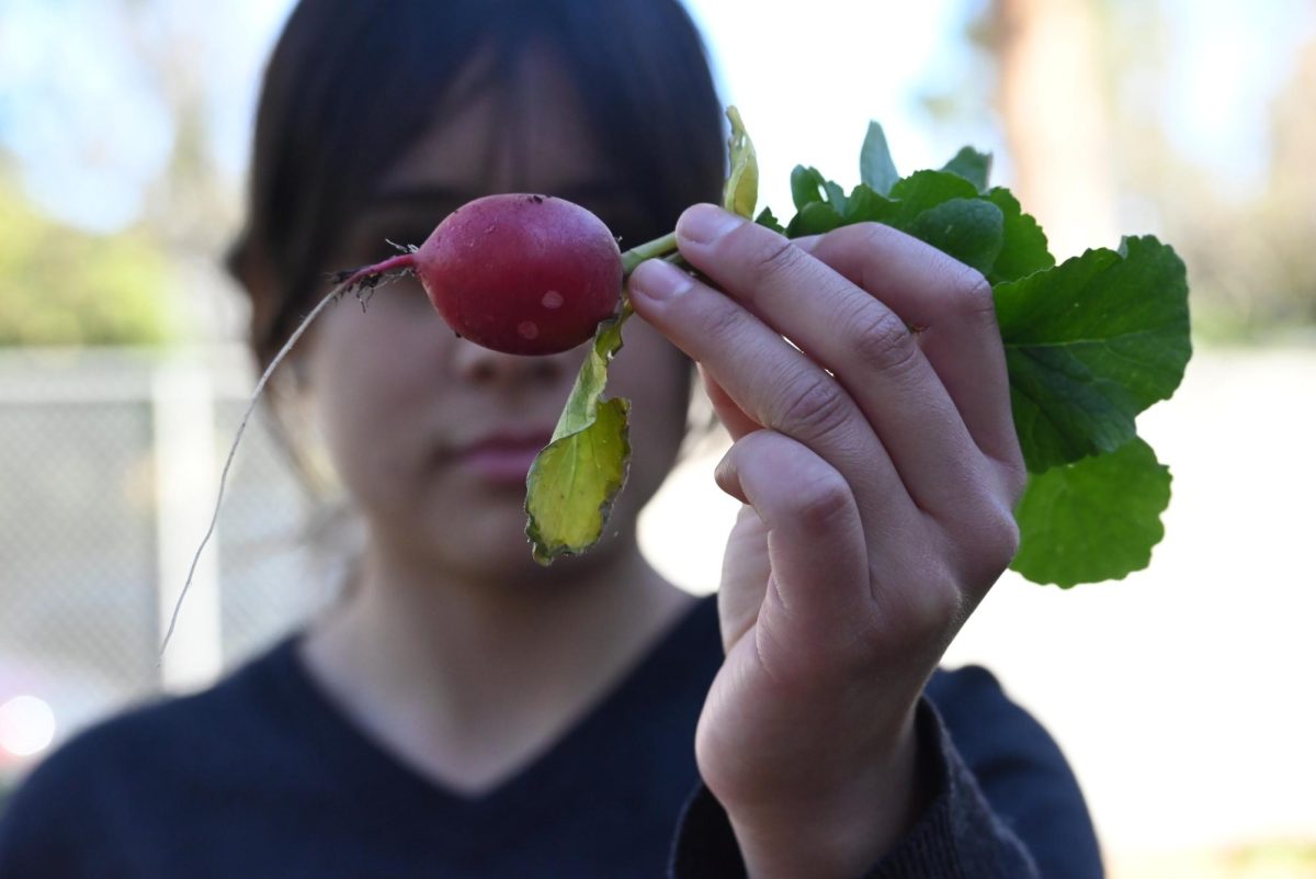 With confidence, senior Ashley Buenrostro shows off a successful batch of radish. 