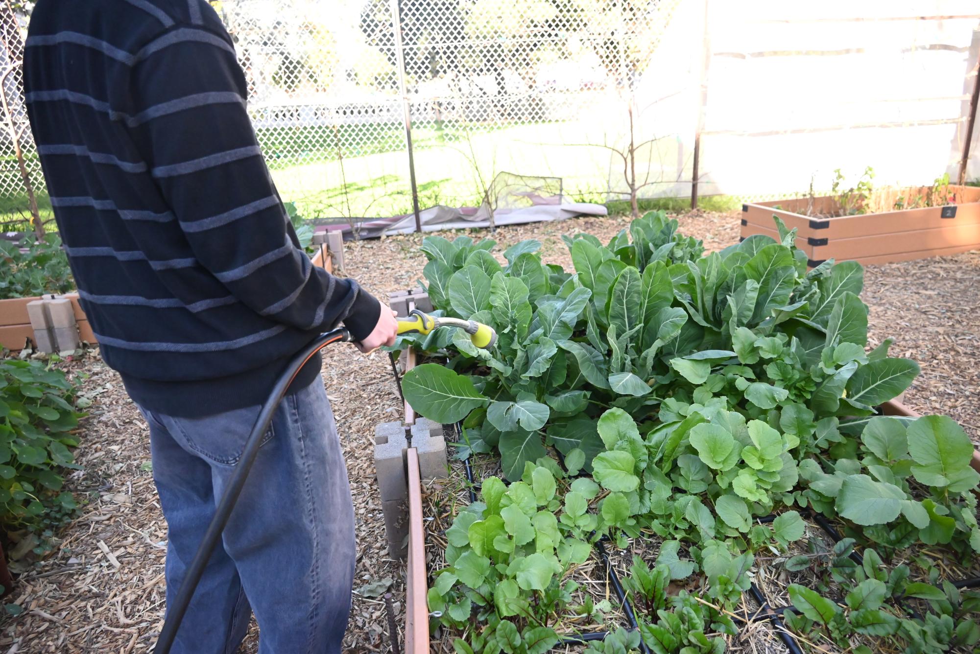 Heart of Nature, the school’s gardening club, empowers students to learn about gardening while growing vegetables like radishes and cauliflower, fostering teamwork and environmental awareness.