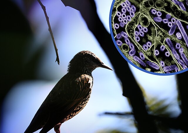 La gripe aviar se extiende y afecta a las aves de corral y a los consumidores estadounidenses