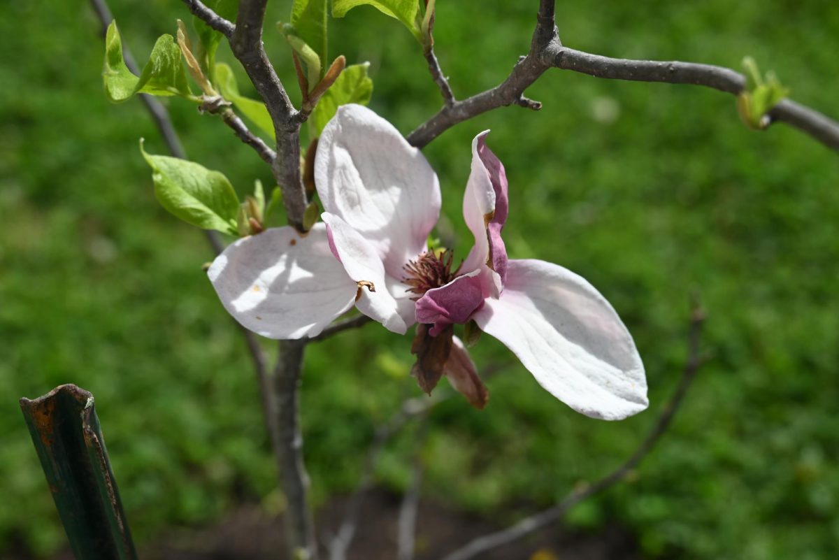A magnolia blossom begins to reveal itself as spring arrives thanks to the GTC and Heart of Nature Clubs.