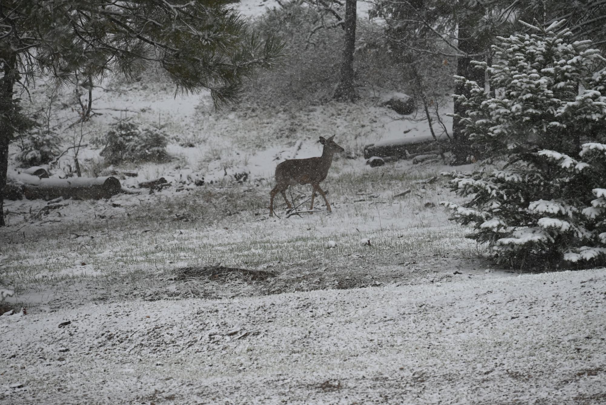 Students at a math camp in Frazier Park engage in lessons, practice exams and nature walks, enhancing their math skills amid the park's snowy beauty.