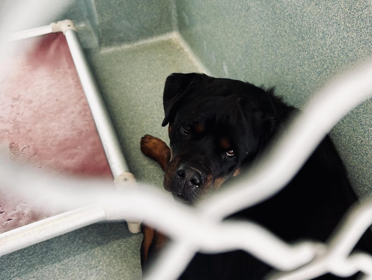 Princess, a shelter dog waiting for a home. Cuts in funding for Los Angeles animal services can put dogs like Princess at risk of losing adequate care and being put on the euthanasia list.