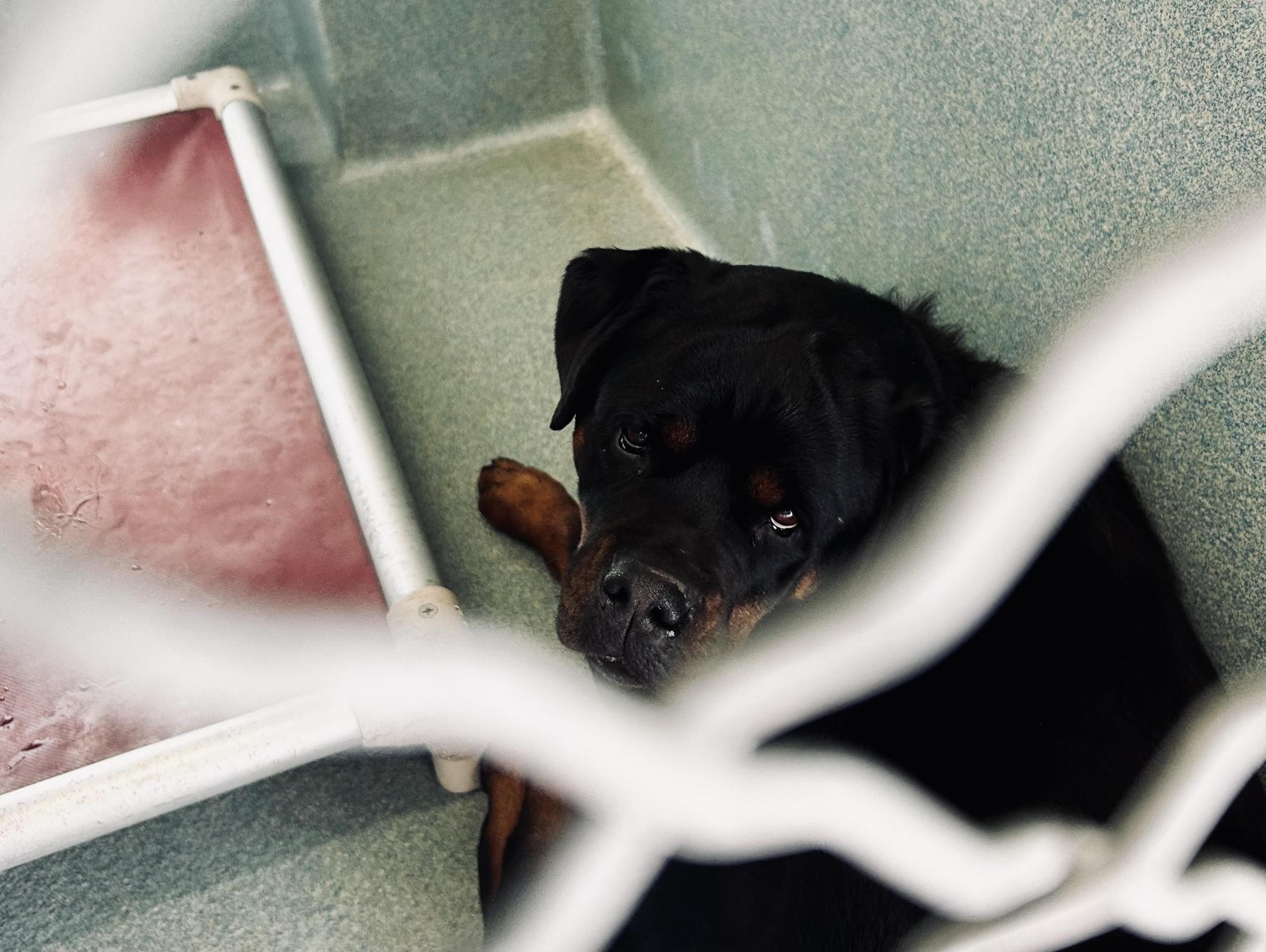 Princess, a shelter dog waiting for a home. Cuts in funding for Los Angeles animal services can put dogs like Princess at risk of losing adequate care and being put on the euthanasia list.