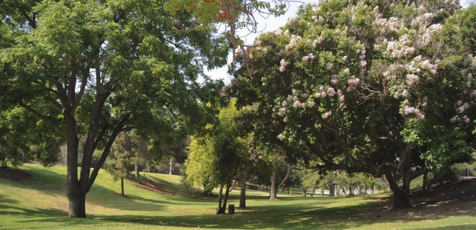 An image of Elysian Park Courtesy of | City of Los Angeles Department of Recreation and Parks