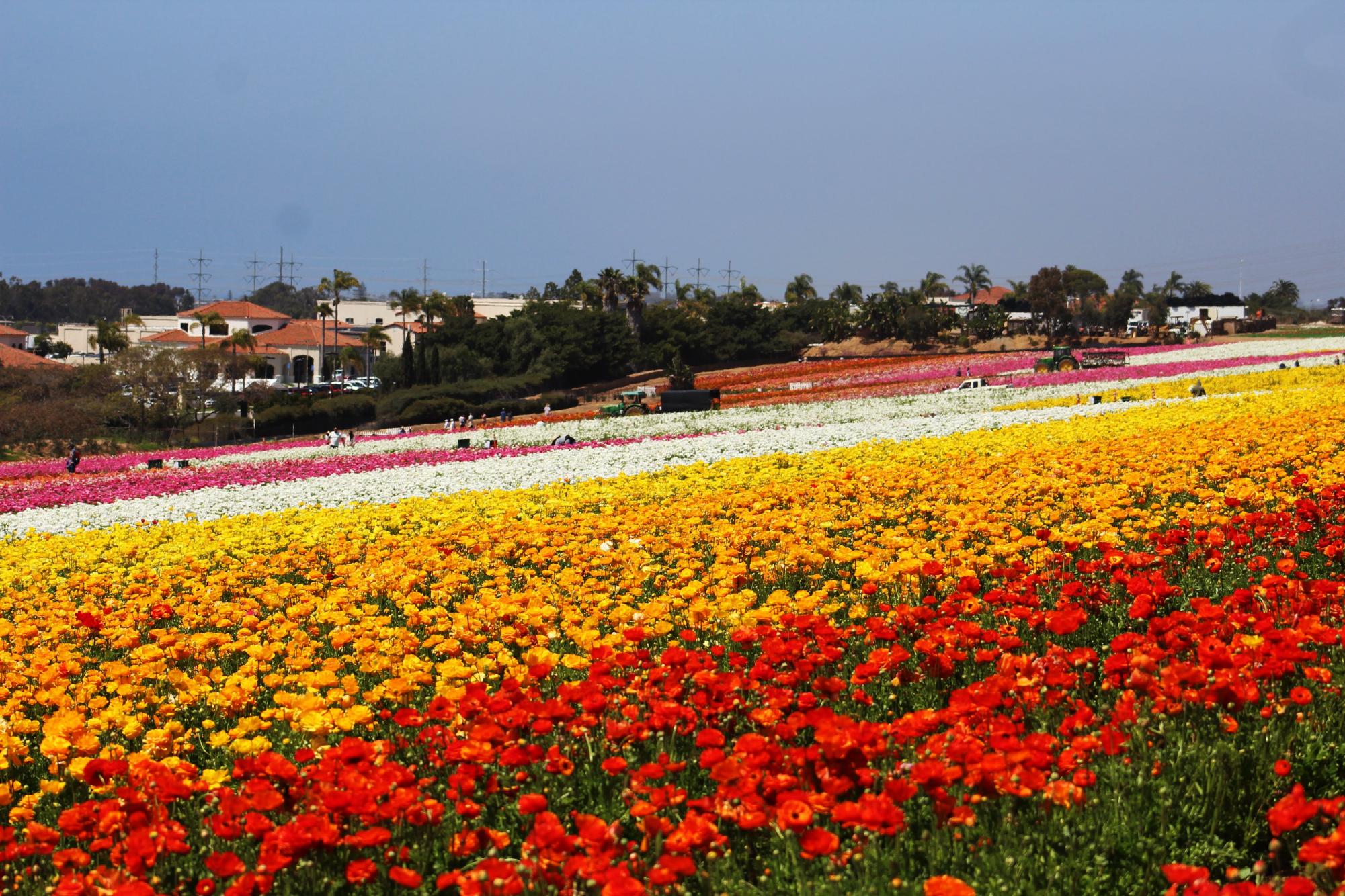 The iconic Carlsbad Flower Fields blooming in springtime of 2022. Wikimedia Commons | Pink Floyd Fan 101