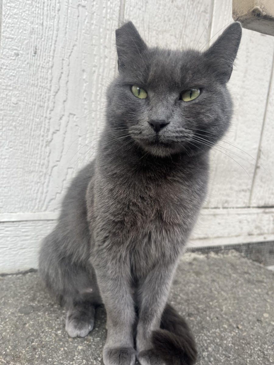 Dusty the cat is a beloved member of the Van Nuys High School community. THEMIRROR | INGRID KOCH