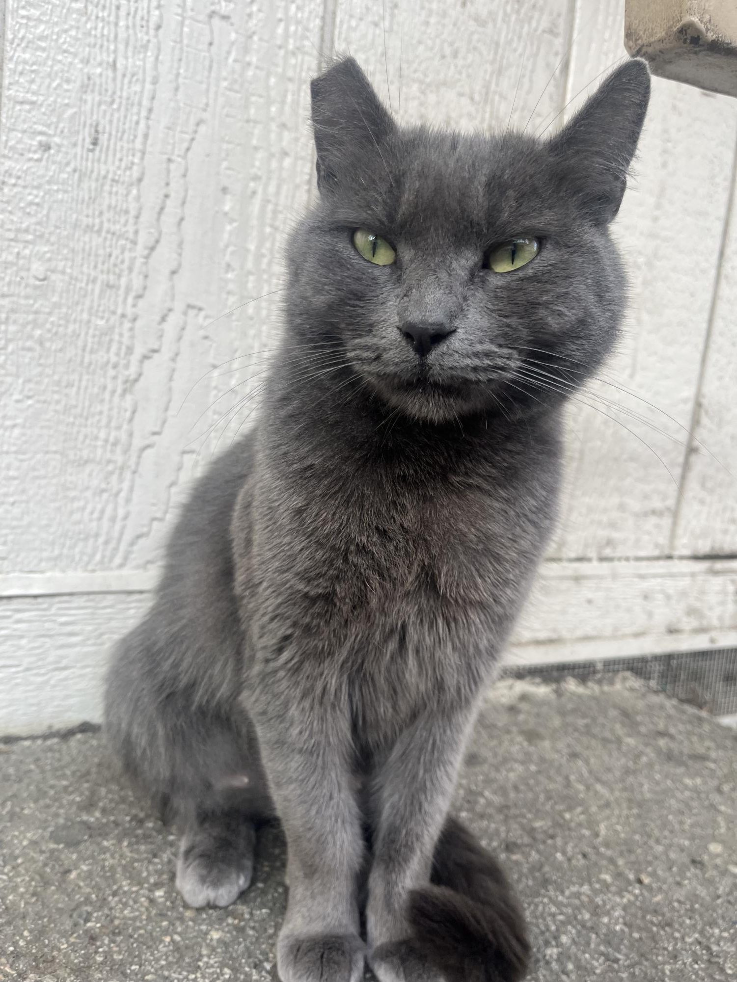 Dusty the cat is a beloved member of the Van Nuys High School community. THEMIRROR | INGRID KOCH